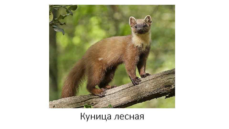 Куница лесная 