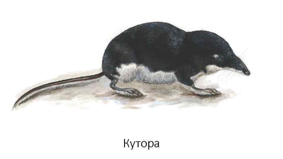 Кутора 