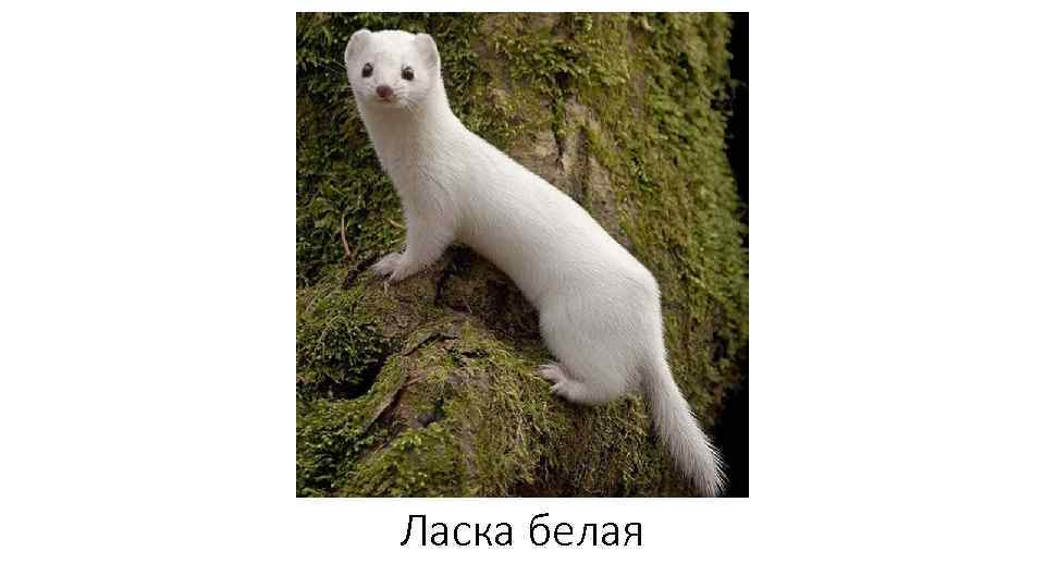 Ласка белая 