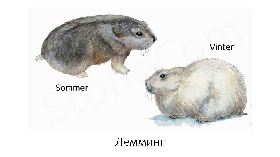 Лемминг 