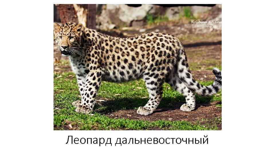 Леопард дальневосточный 
