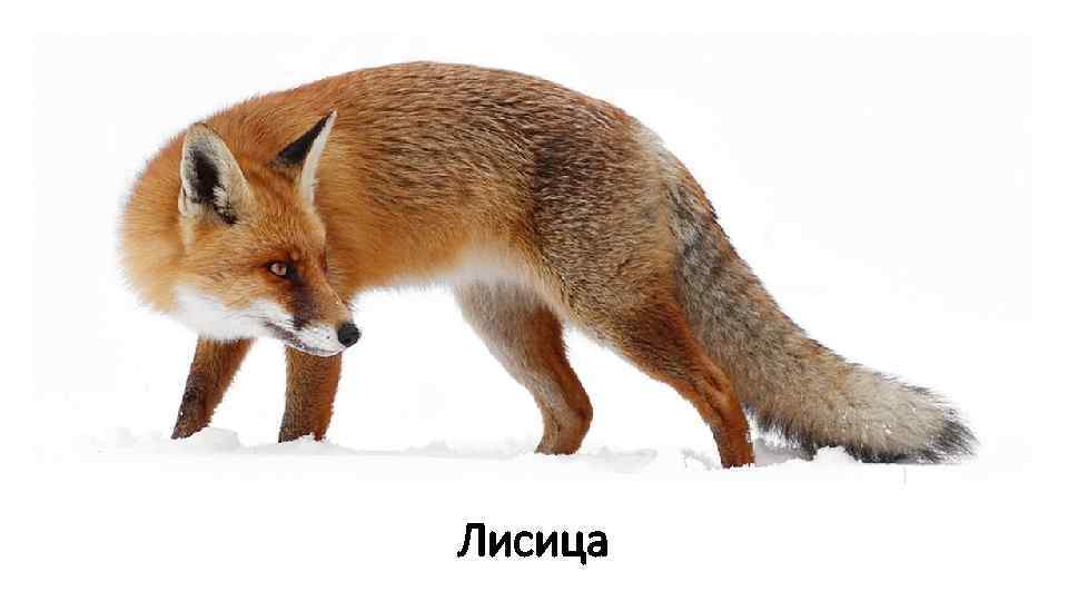 Лисица 