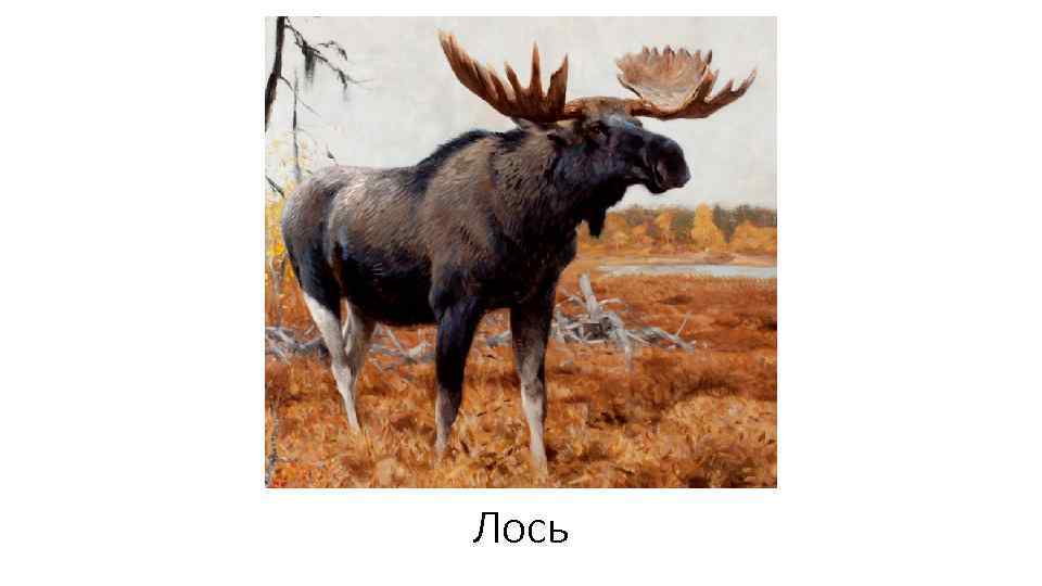 Лось 
