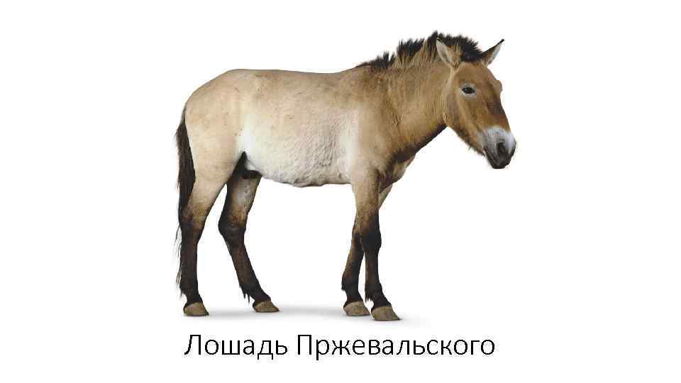 Лошадь Пржевальского 