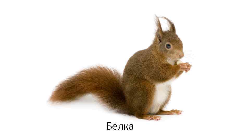 Белка 