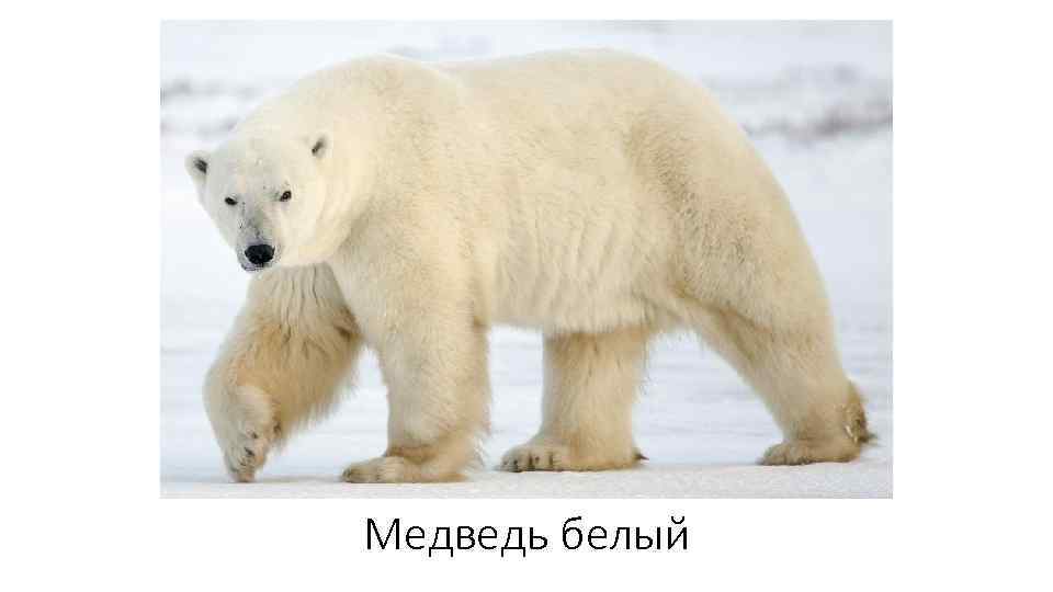 Медведь белый 