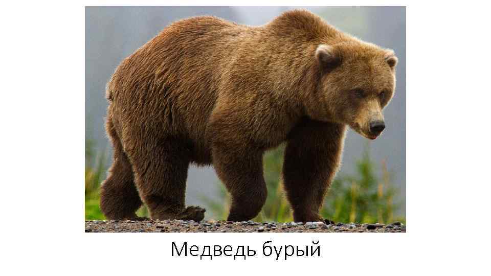 Медведь бурый 