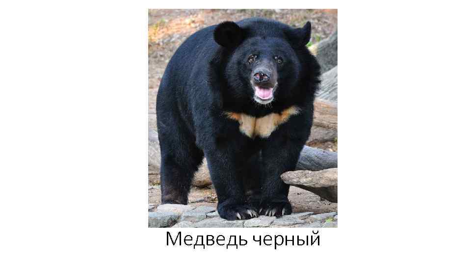 Медведь черный 