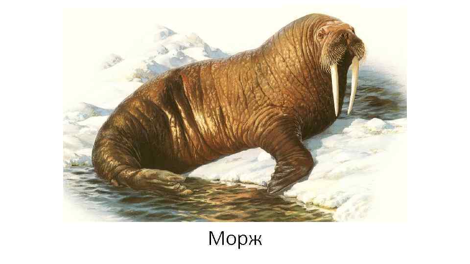Морж 