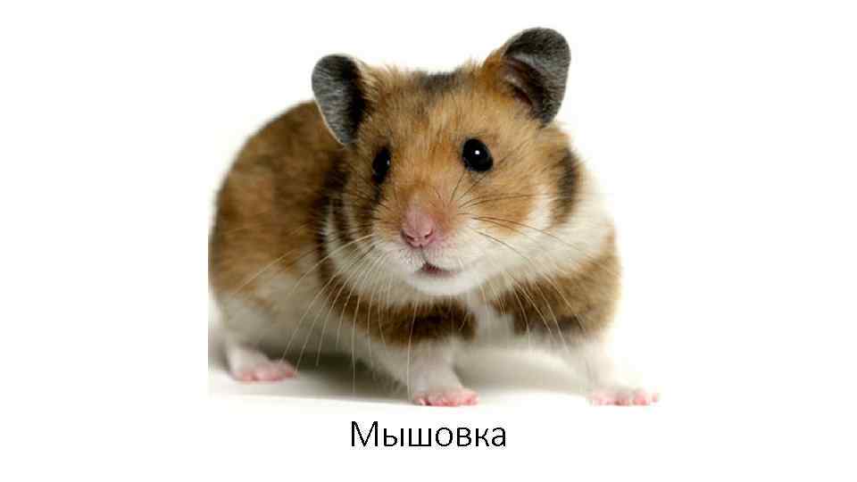 Мышовка 