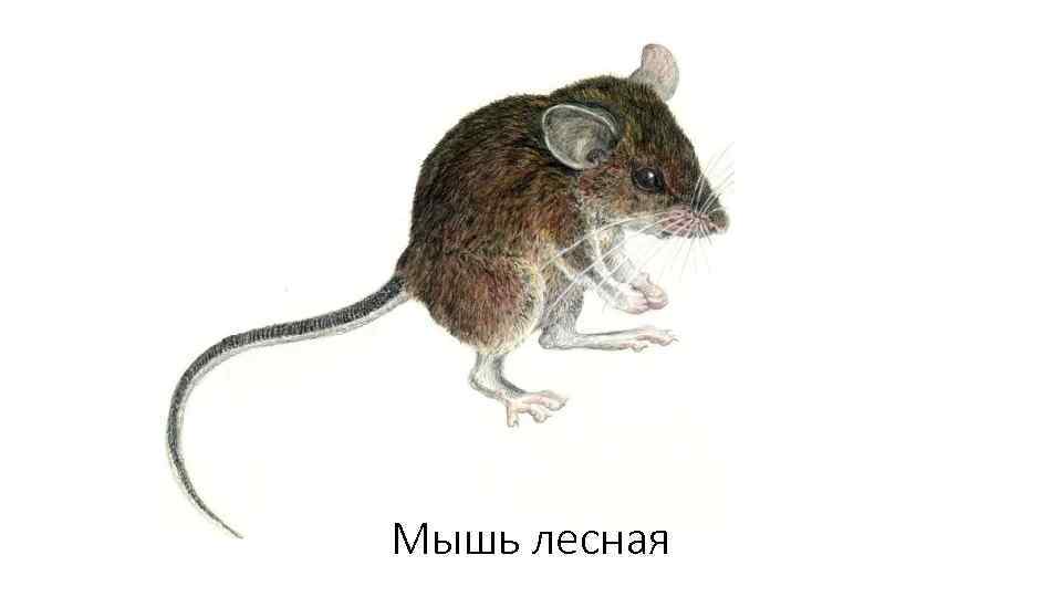 Мышь лесная 