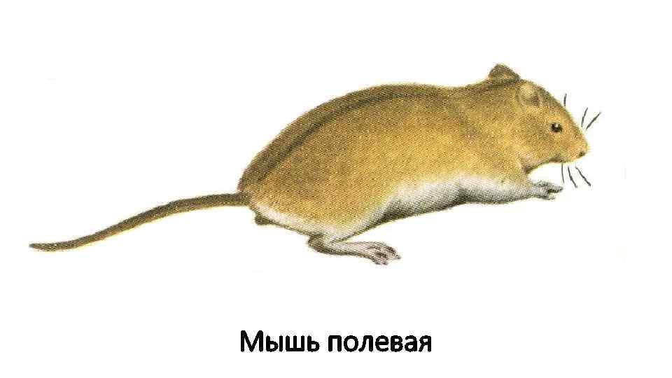 Мышь полевая 