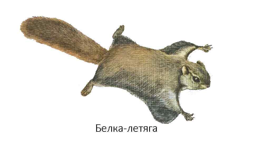 Белка-летяга 