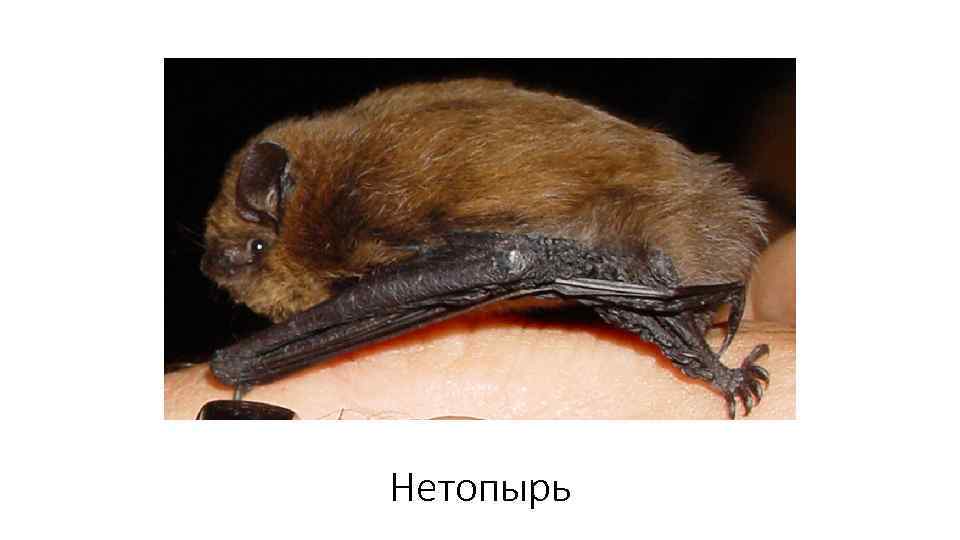 Нетопырь 