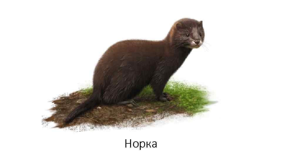 Норка 