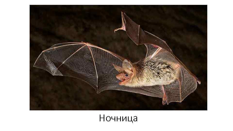 Ночница 