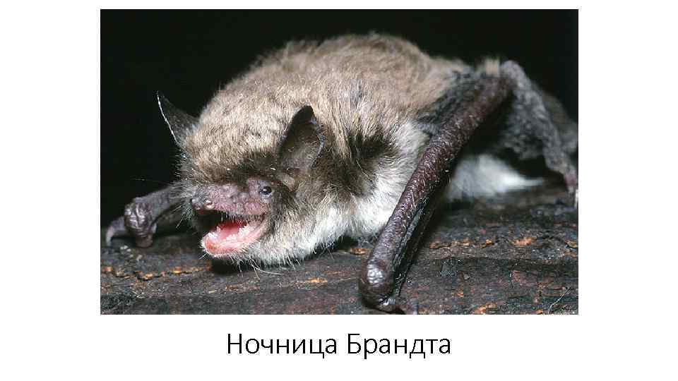 Ночница Брандта 