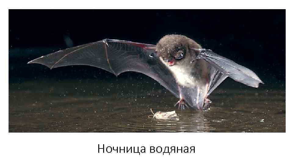 Ночница водяная 