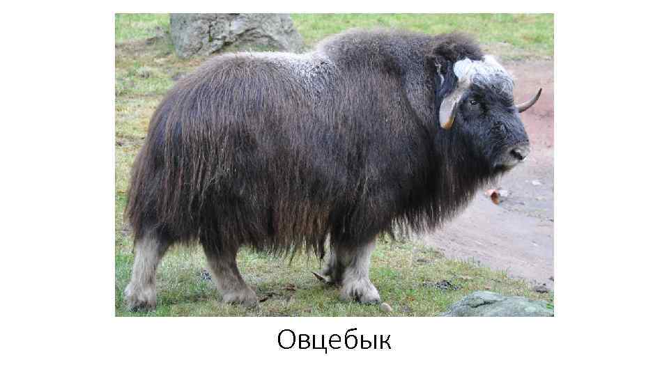 Овцебык 