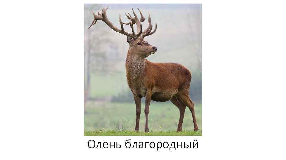 Олень благородный 