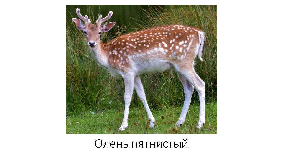Олень пятнистый 