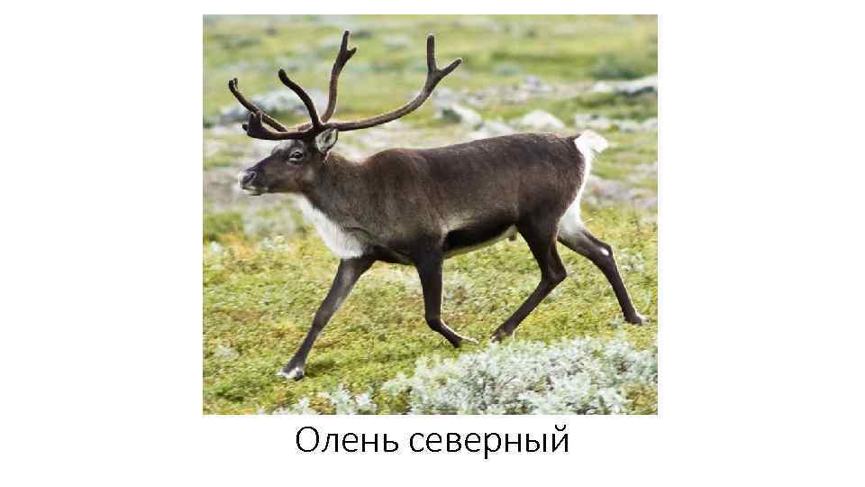 Олень северный 