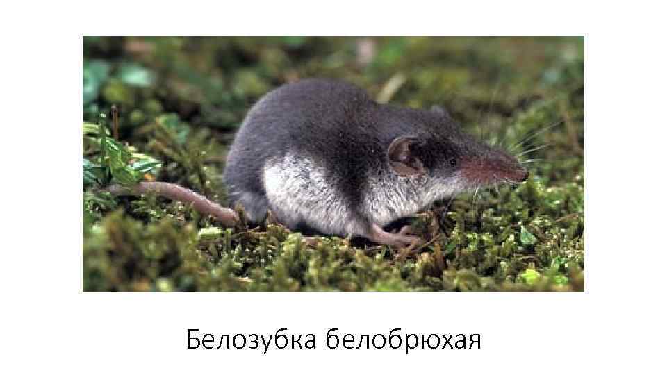 Белозубка белобрюхая 