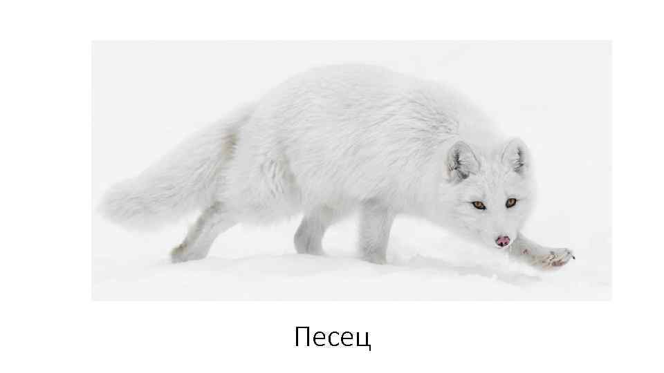 Песец 