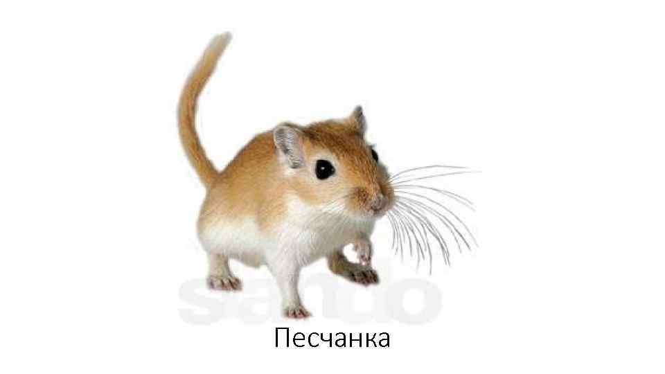 Песчанка 