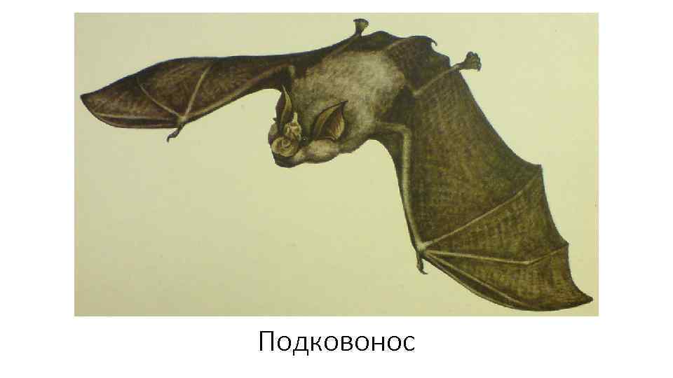 Подковонос 