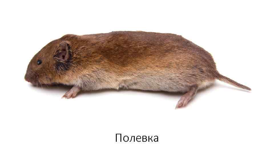 Полевка 