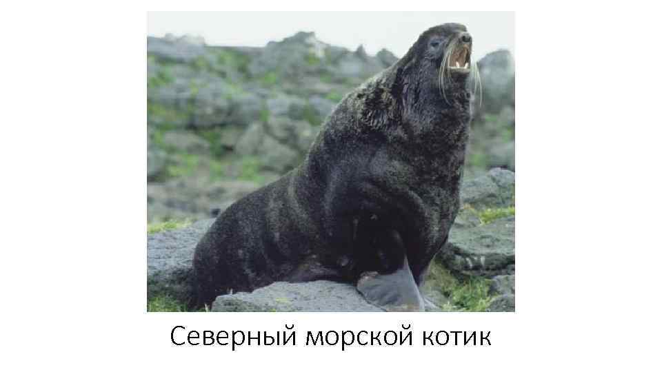 Северный морской котик 