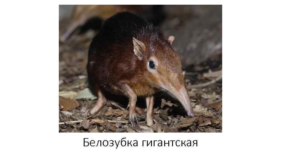 Белозубка гигантская 