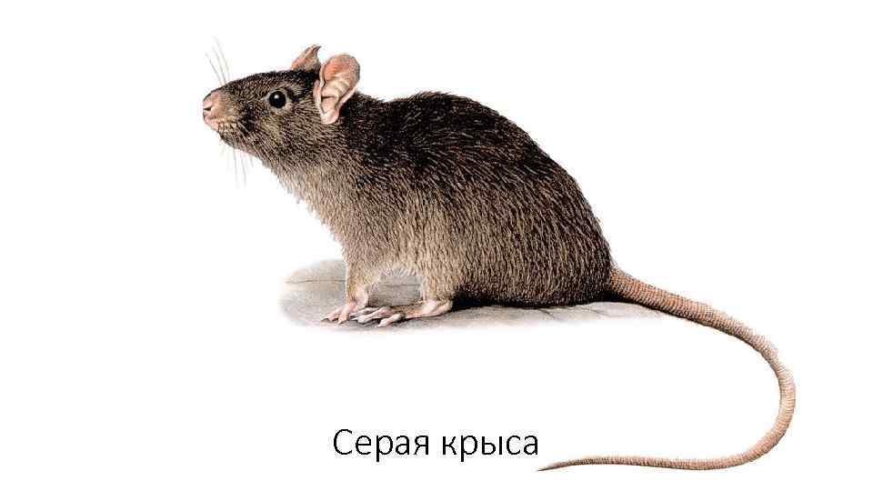 Серая крыса 
