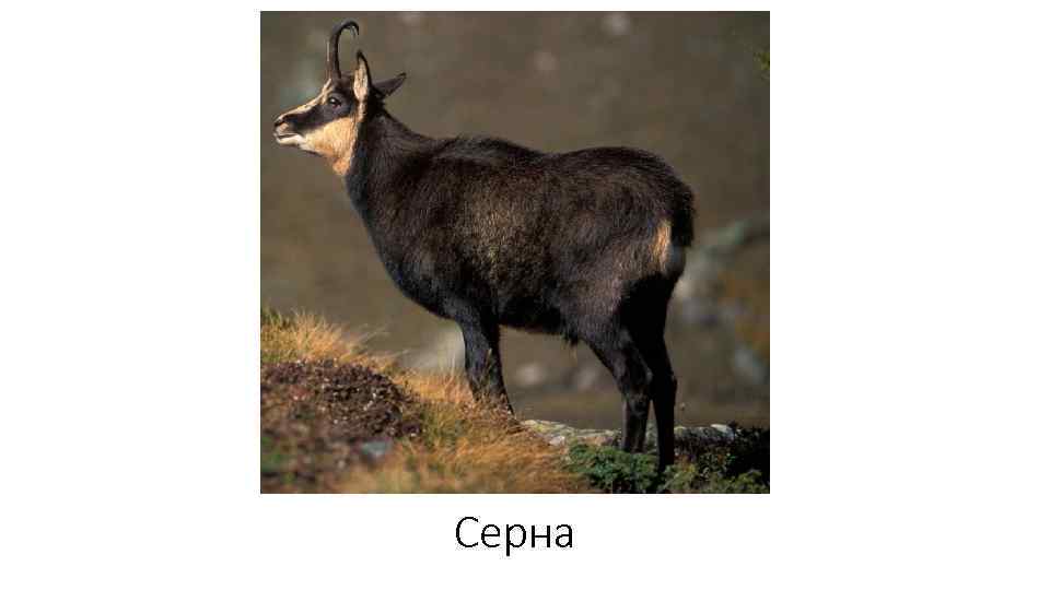 Серна 