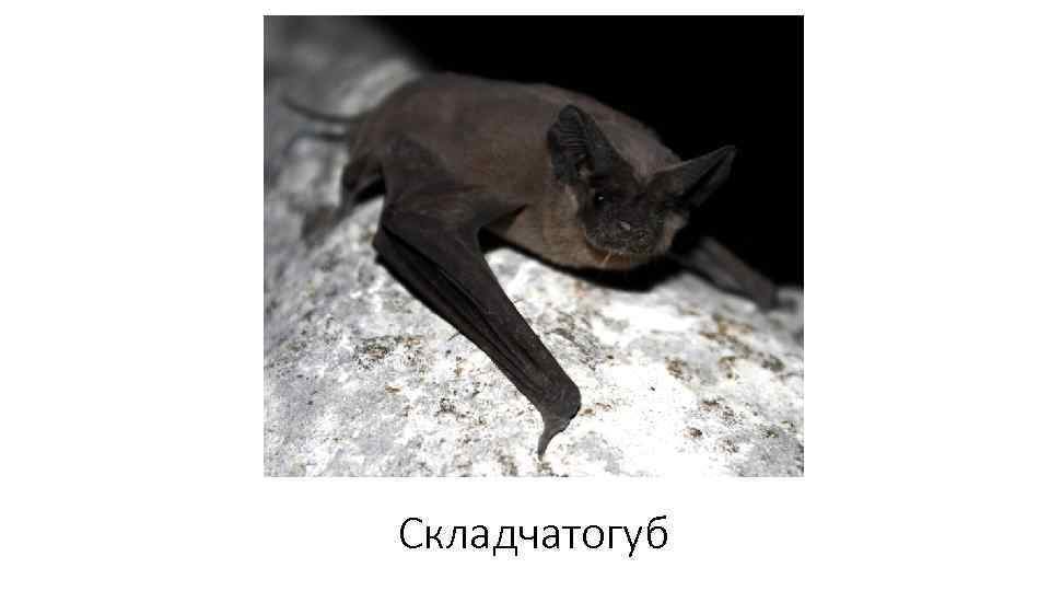 Складчатогуб 