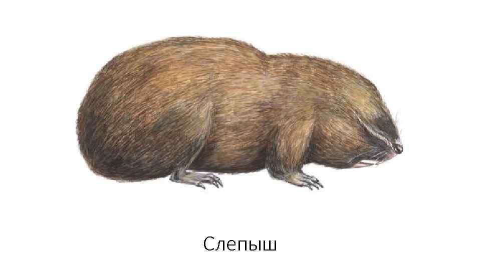 Слепыш 