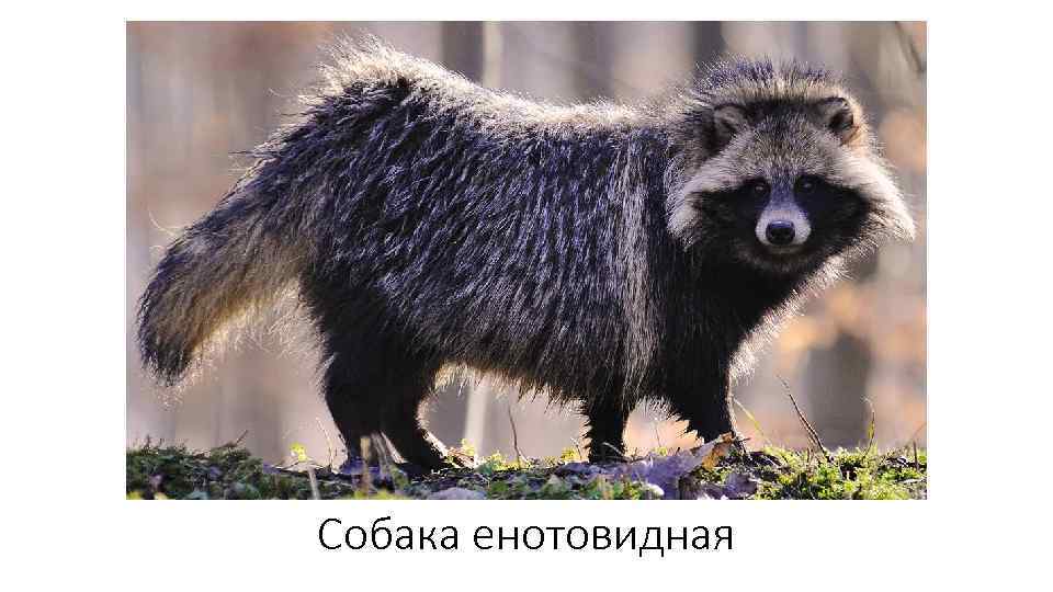Собака енотовидная 