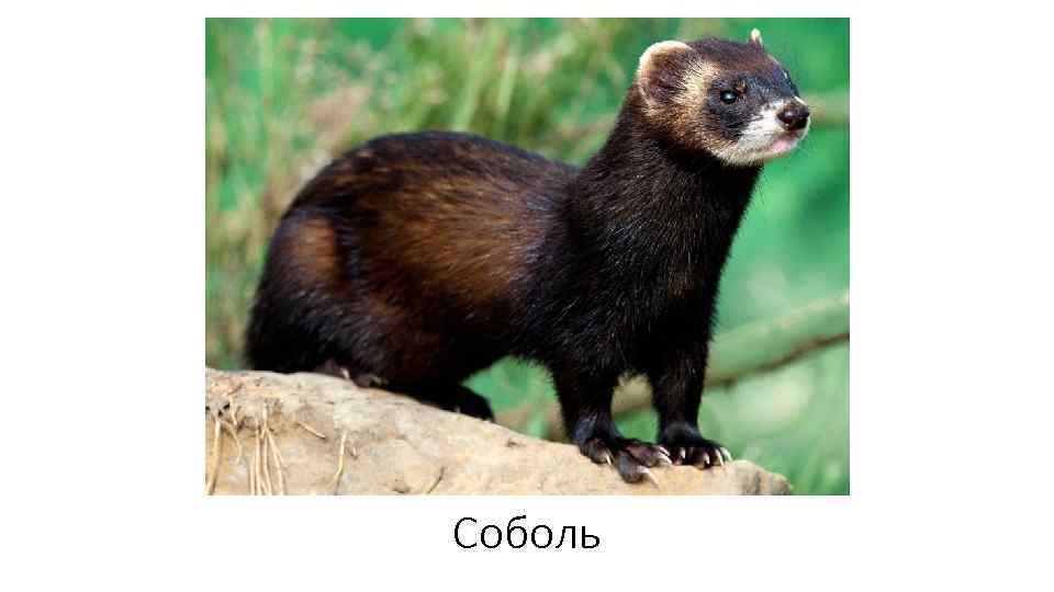 Соболь 