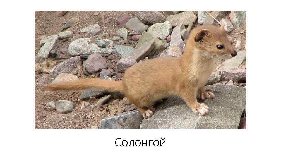 Солонгой 