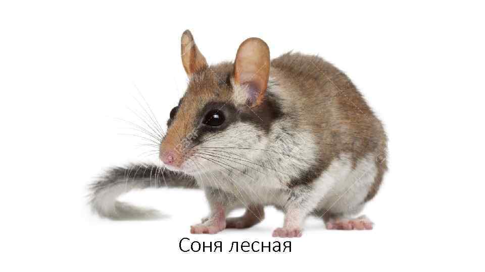 Соня лесная 