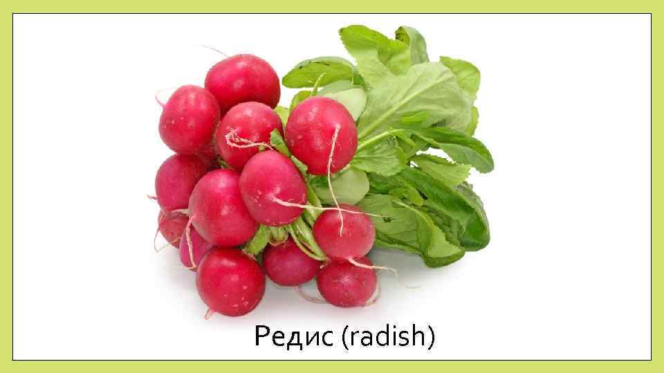 Редис (radish) 