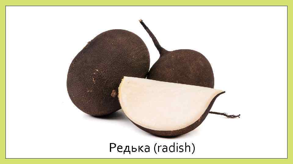 Редька (radish) 