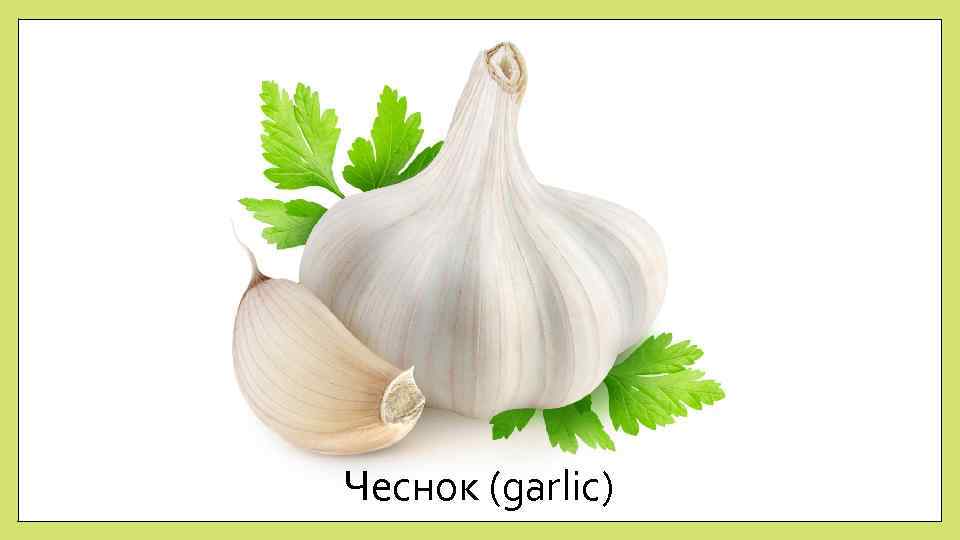 Чеснок (garlic) 