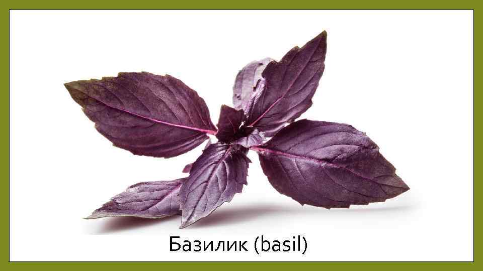 Базилик (basil) 