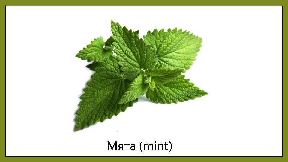 Мята (mint) 