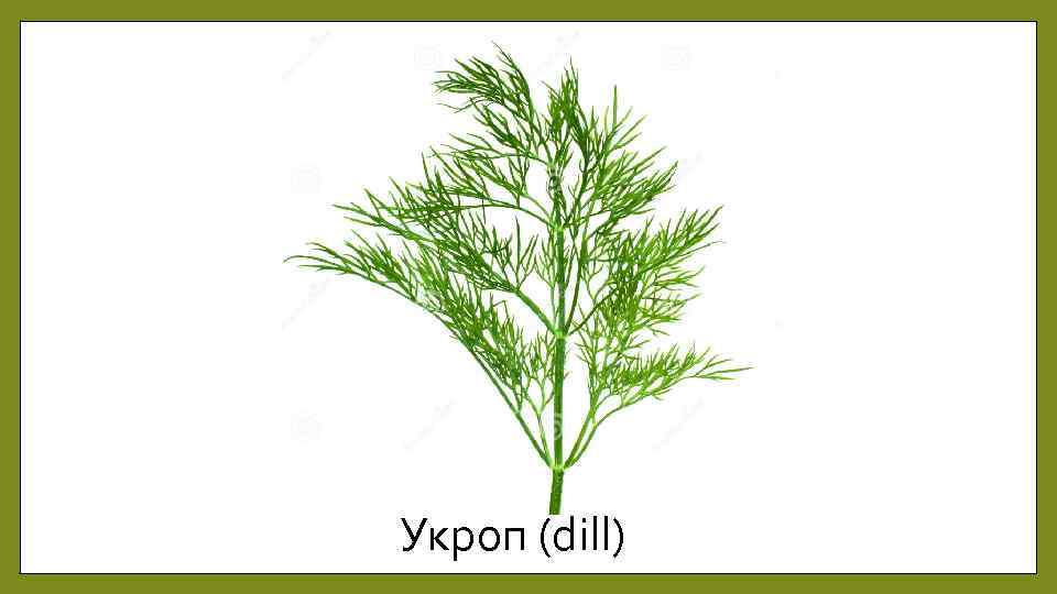 Укроп (dill) 