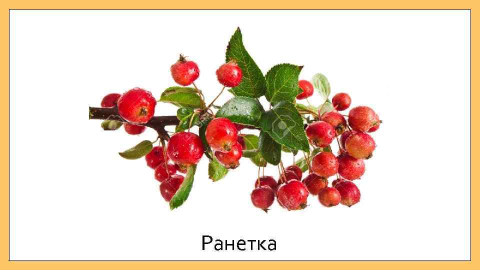 Ранетка 