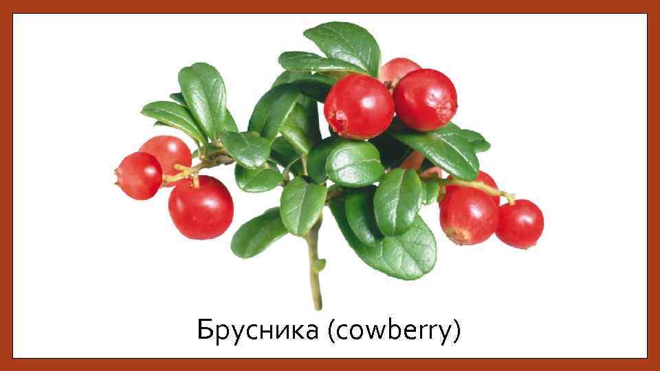 Брусника (cowberry) 