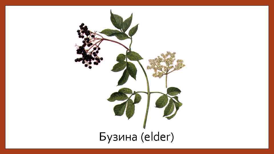 Бузина (elder) 